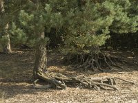 NL, Limburg, Weert, Tungelerwallen 29, Saxifraga-Jan van der Straaten