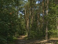 NL, Limburg, Weert, Tungelerwallen 6, Saxifraga-Jan van der Straaten