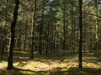 NL, Limburg, Weert, Tungelerwallen 9, Saxifraga-Jan van der Straaten