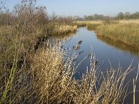 NL, Limburg, Weert, Tungelroyse beek 2, Saxifraga-Jan van der Straaten