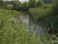 NL, Limburg, Weert, Tungelroyse beek 5, Saxifraga-Jan van der Straaten