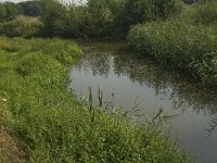 NL, Limburg, Weert, Tungelroyse beek 6, Saxifraga-Jan van der Straaten