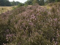 NL, Limburg, Weert, Weerter en Budeler Bergen 1, Saxifraga-Jan van der Straaten