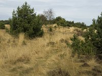 NL, Limburg, Weert, Weerter en Budeler Bergen 12, habitat Roodborsttapuit, Saxifraga-Jan van der Straaten