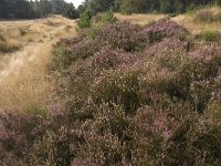 NL, Limburg, Weert, Weerter en Budeler Bergen 21, Saxifraga-Jan van der Straaten