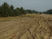 NL, Limburg, Weert, Weerter en Budeler Bergen 23, Saxifraga-Marijke Verhagen