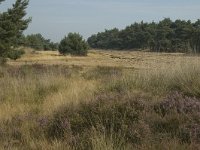 NL, Limburg, Weert, Weerter en Budeler Bergen 28, Saxifraga-Marijke Verhagen