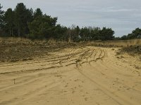 NL, Limburg, Weert, Weerter en Budeler Bergen 3, Saxifraga-Jan van der Straaten