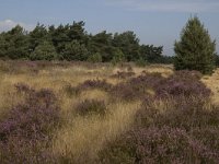 NL, Limburg, Weert, Weerter en Budeler Bergen 33, Saxifraga-Marijke Verhagen