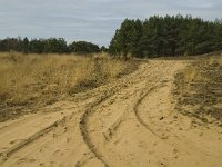 NL, Limburg, Weert, Weerter en Budeler Bergen 5, Saxifraga-Jan van der Straaten