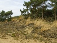 NL, Limburg, Weert, Weerter en Budeler Bergen 7, habitat Nachtzwaluw, Saxifraga-Jan van der Straaten