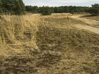 NL, Limburg, Weert, Weerter en Budeler Bergen 9, Saxifraga-Jan van der Straaten