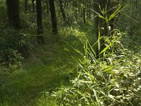 NL, Limburg, Weert, Wijfelterbroek 27, Saxifraga-Jan van der Straaten