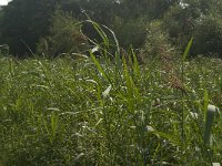 NL, Limburg, Weert, Wijfelterbroek 8, Saxifraga-Jan van der Straaten