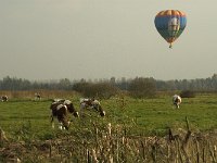 NL, Noord-Brabant, 's-Hertogenbosch, Bossche Broek 8, Saxifraga-Jan van der Straaten