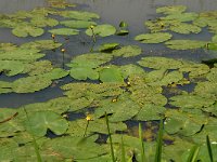 NL, Noord-Brabant, 's-Hertogenbosch, Bossche broek 11, Saxifraga-Willem van Kruijsbergen