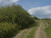 NL, Noord-Brabant, 's-Hertogenbosch, De Koornwaard 14, Saxifraga-Jan van der Straaten