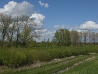 NL, Noord-Brabant, 's-Hertogenbosch, De Koornwaard 18, Saxifraga-Jan van der Straaten