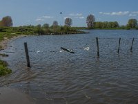 NL, Noord-Brabant, 's-Hertogenbosch, De Koornwaard 39, Saxifraga-Jan van der Straaten