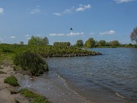 NL, Noord-Brabant, 's-Hertogenbosch, De Koornwaard 44, Saxifraga-Jan van der Straaten