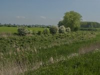 NL, Noord-Brabant, 's-Hertogenbosch, De Koornwaard 56, Saxifraga-Jan van der Straaten