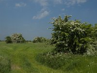 NL, Noord-Brabant, 's-Hertogenbosch, De Koornwaard 59, Saxifraga-Jan van der Straaten