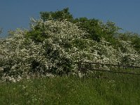 NL, Noord-Brabant, 's-Hertogenbosch, De Koornwaard 63, Saxifraga-Jan van der Straaten