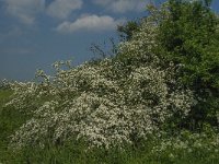 NL, Noord-Brabant, 's-Hertogenbosch, De Koornwaard 69, Saxifraga-Jan van der Straaten