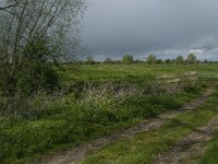 NL, Noord-Brabant, 's-Hertogenbosch, De Koornwaard 7, Saxifraga-Jan van der Straaten