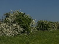 NL, Noord-Brabant, 's-Hertogenbosch, De Koornwaard 70, Saxifraga-Jan van der Straaten