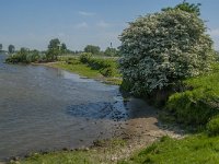 NL, Noord-Brabant, 's-Hertogenbosch, De Koornwaard 74, Saxifraga-Jan van der Straaten