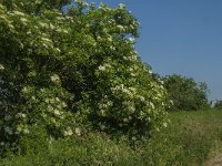 NL, Noord-Brabant, 's-Hertogenbosch, De Koornwaard 79, Saxifraga-Jan van der Straaten