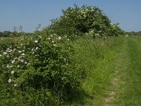 NL, Noord-Brabant, 's-Hertogenbosch, De Koornwaard 81, Saxifraga-Jan van der Straaten