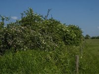 NL, Noord-Brabant, 's-Hertogenbosch, De Koornwaard 84, Saxifraga-Jan van der Straaten