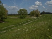 NL, Noord-Brabant, 's-Hertogenbosch, Empelse Dijk 1, Saxifraga-Jan van der Straaten