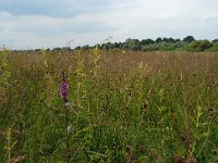 NL, Noord-Brabant, 's-Hertogenbosch, Moerputten 15, Saxifraga-Willem van Kruijsbergen