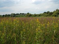 NL, Noord-Brabant, 's-Hertogenbosch, Moerputten 16, Saxifraga-Willem van Kruijsbergen