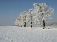 NL, Noord-Brabant, Alphen-Chaam, Bleeke Heide 3, Saxifraga-Jan van der Straaten