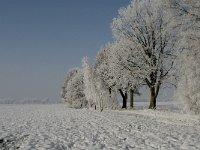 NL, Noord-Brabant, Alphen-Chaam, Bleeke Heide 6, Saxifraga-Jan van der Straaten