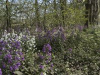 NL, Noord-Brabant, Alphen-Chaam, De Hoevens 41, Saxifraga-Willem van Kruijsbergen