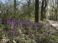 NL, Noord-Brabant, Alphen-Chaam, De Hoevens 42, Saxifraga-Willem van Kruijsbergen