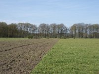 NL, Noord-Brabant, Alphen-Chaam, De Hoevens 5, Saxifraga-Willem van Kruijsbergen