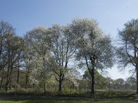 NL, Noord-Brabant, Alphen-Chaam, De Hoevens 7, Saxifraga-Willem van Kruijsbergen