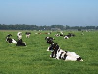 NL, Noord-Brabant, Alphen-Chaam, Gilzensche Heide 3, Saxifraga-Jan van der Straaten