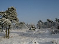 NL, Noord-Brabant, Alphen-Chaam, Strijbeekse Heide 11, Saxifraga-Jan van der Straaten