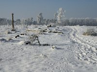 NL, Noord-Brabant, Alphen-Chaam, Strijbeekse Heide 4,  Saxifraga-Jan van der Straaten