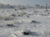 NL, Noord-Brabant, Alphen-Chaam, Strijbeekse Heide 5,  Saxifraga-Jan van der Straaten