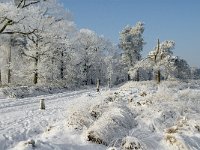 NL, Noord-Brabant, Alphen-Chaam, Strijbeekse Heide, Langven 14, Saxifraga-Jan van der Straaten