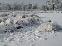 NL, Noord-Brabant, Alphen-Chaam, Strijbeekse Heide, Langven 4, Saxifraga-Jan van der Straaten