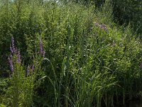 NL, Noord-Brabant, Altena, Aakvlaai 13, Saxifraga-Jan van der Straaten